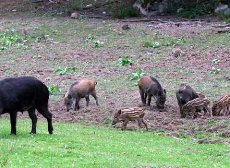 Interventi volti al sostegno delle aziende agricole per l’indennizzo dei danni causati alle produzioni agricole dalla fauna  selvatica