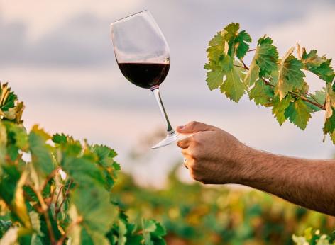 Avviso pubblico per la concessione degli aiuti previsti dall’intervento “investimenti” per il settore vino