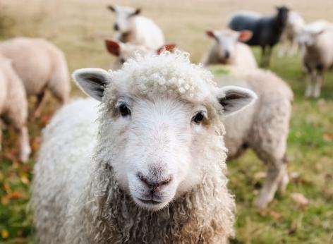 Pagamento per il benessere degli animali – settore ovi-caprino