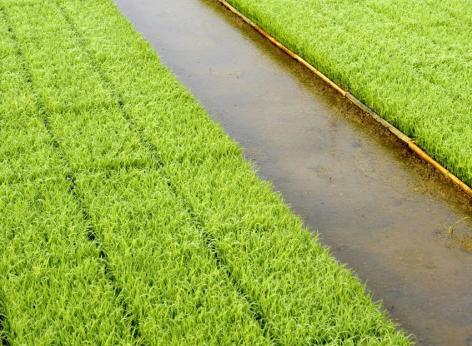 Sostegno a investimenti nell'infrastruttura necessaria allo sviluppo, all'ammodernamento e all'adeguamento  dell'agricoltura e della silvicoltura - Operazione B): Infrastrutture irrigue